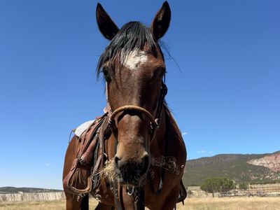 2014 Mustang Gelding