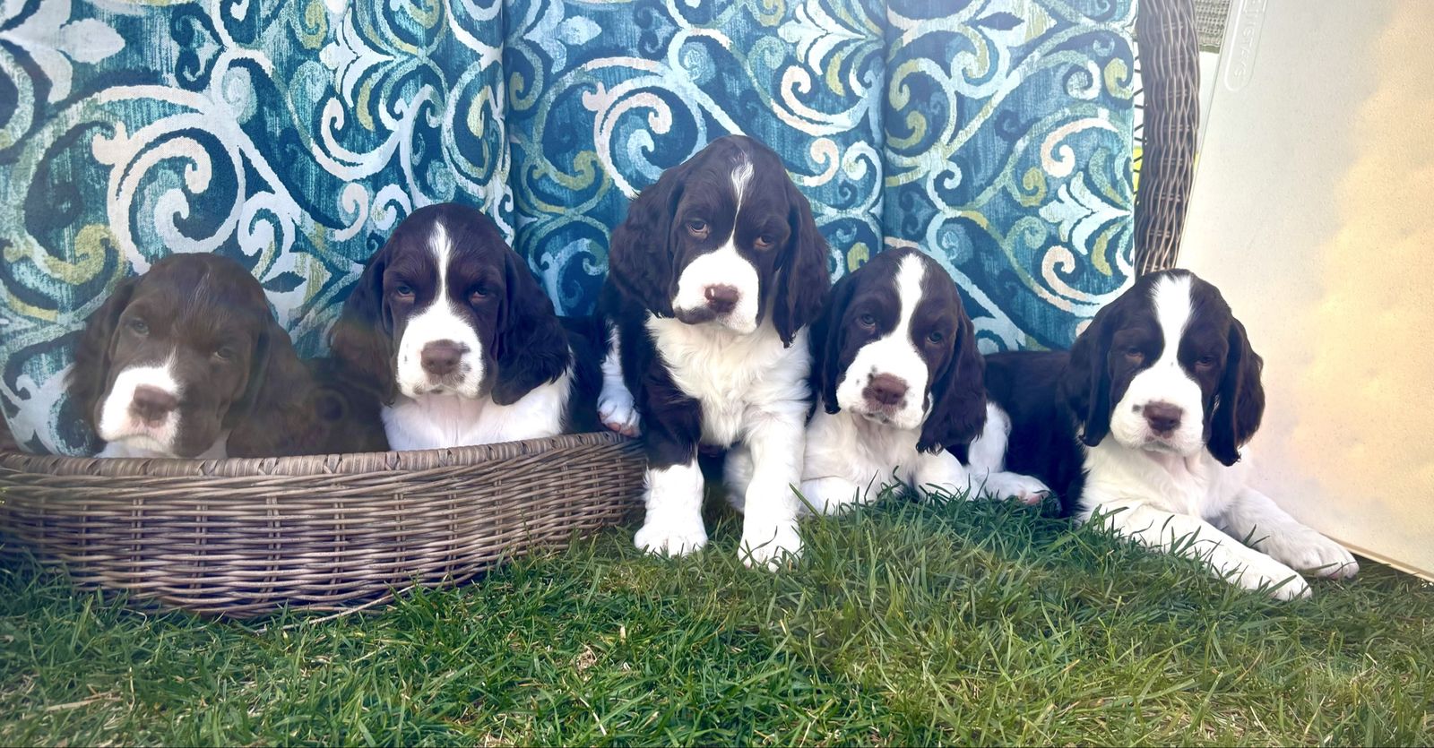 AKC Springer Spaniel Puppies