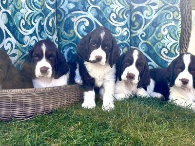 AKC Springer Spaniel Puppies