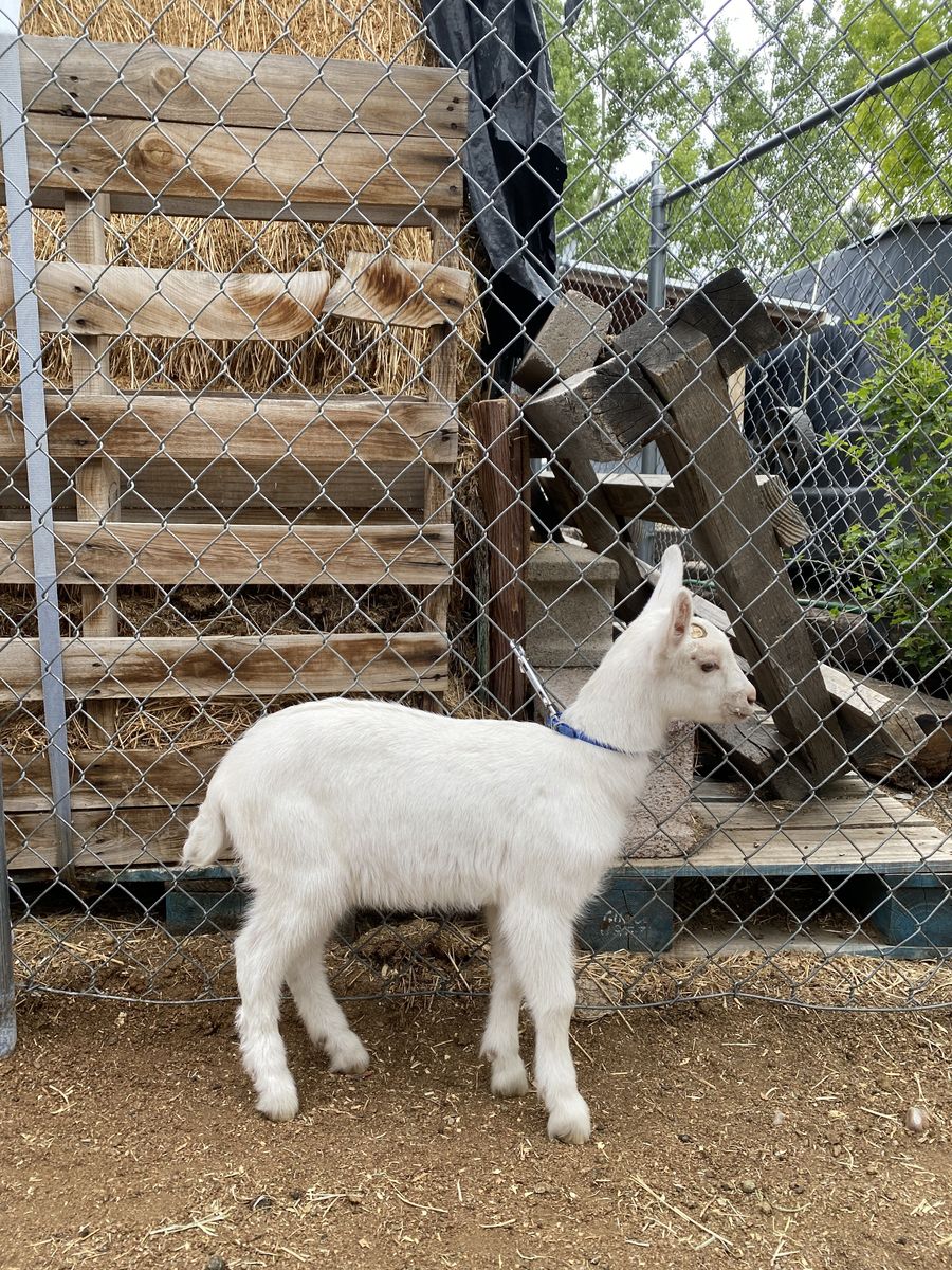 Saanen/Nubian Mix Doeling Goat Kid