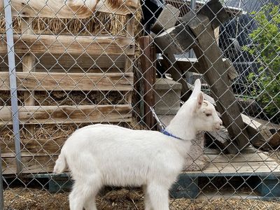 Saanen/Nubian Mix Doeling Goat Kid