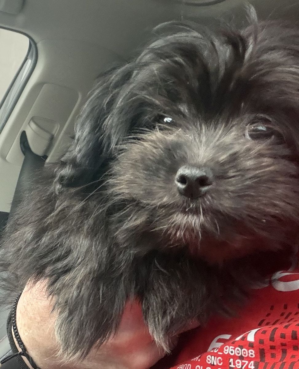 Shih tzu/pomeranian puppy