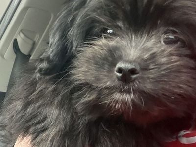 Shih tzu/pomeranian puppy