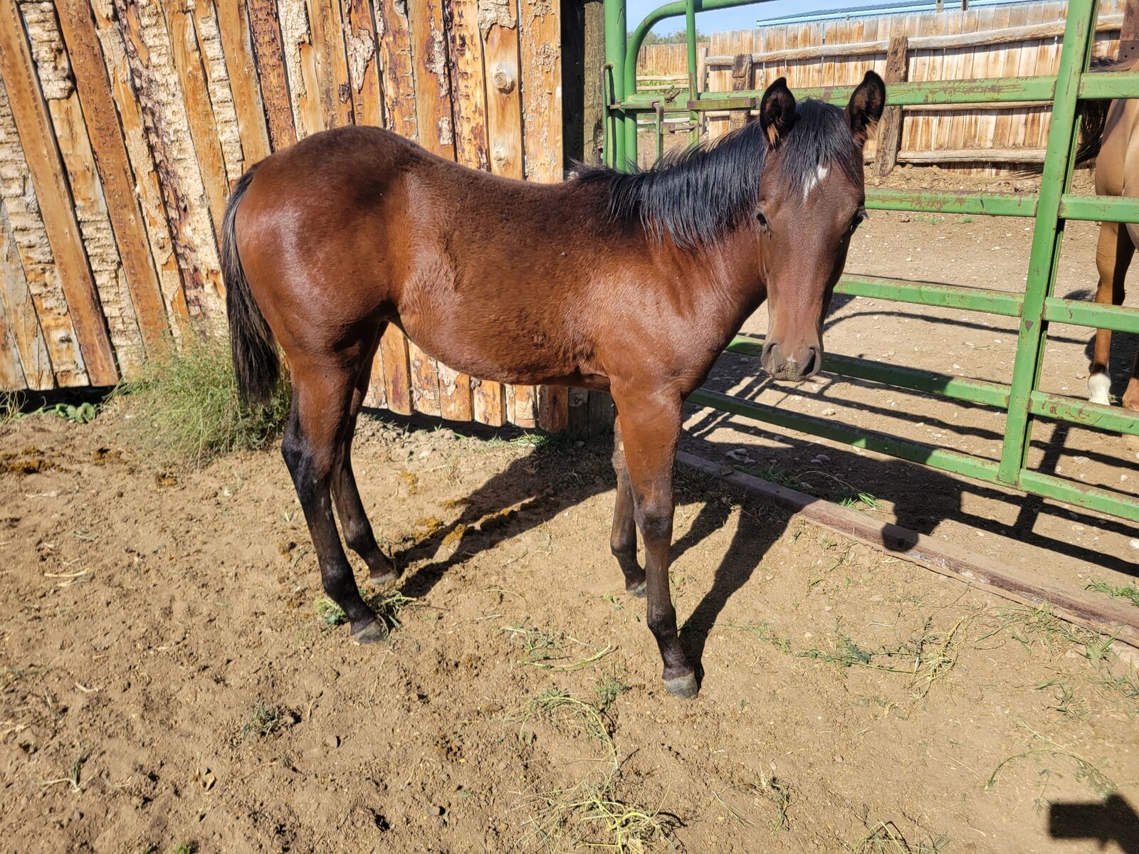 AQHA Bay Filly