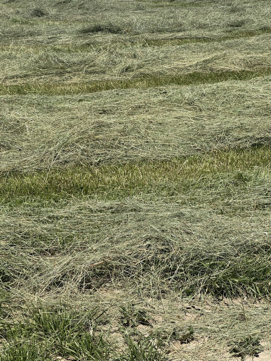 Grass hay