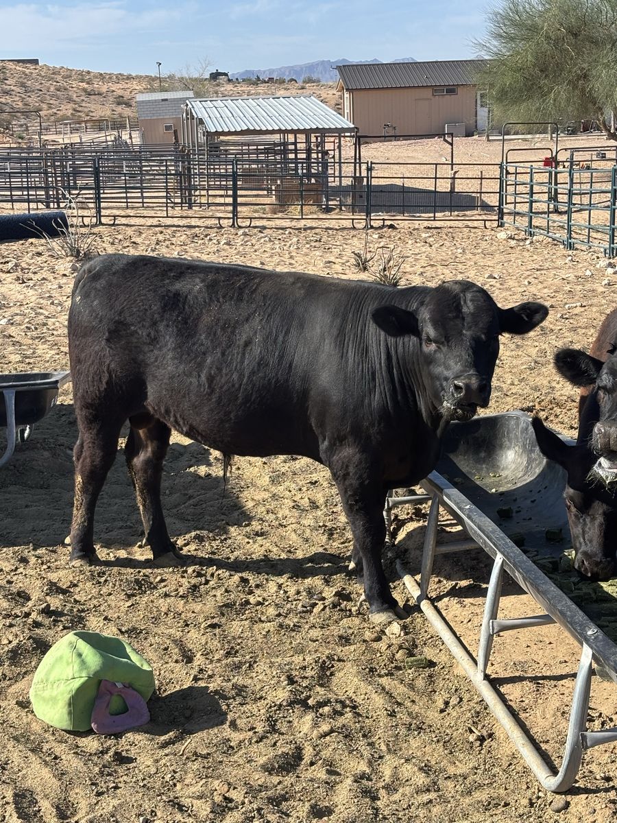 Black angus bull