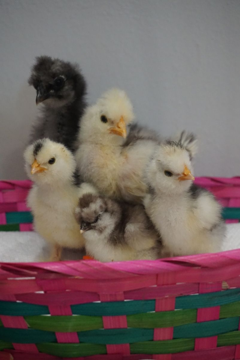 Beautiful DNA Sexed Silkie Cockerels!