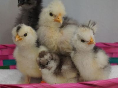 Beautiful DNA Sexed Silkie Cockerels!