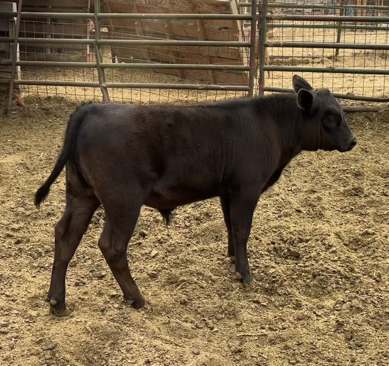 Beef cross calf
