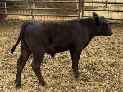 Beef cross calf