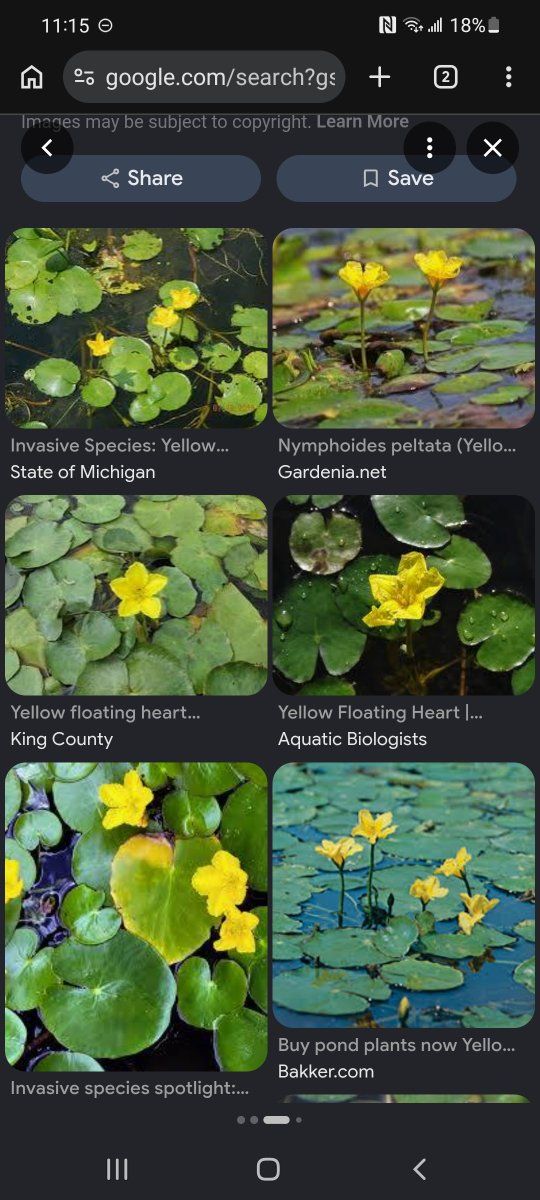 'Yellow Floating Heart' pond plant start