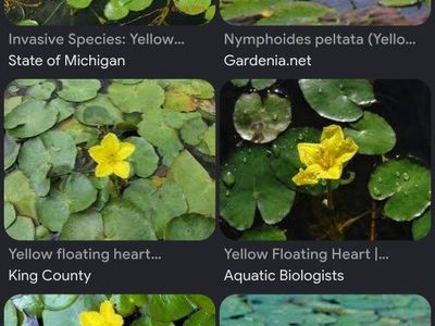 'Yellow Floating Heart' pond plant start