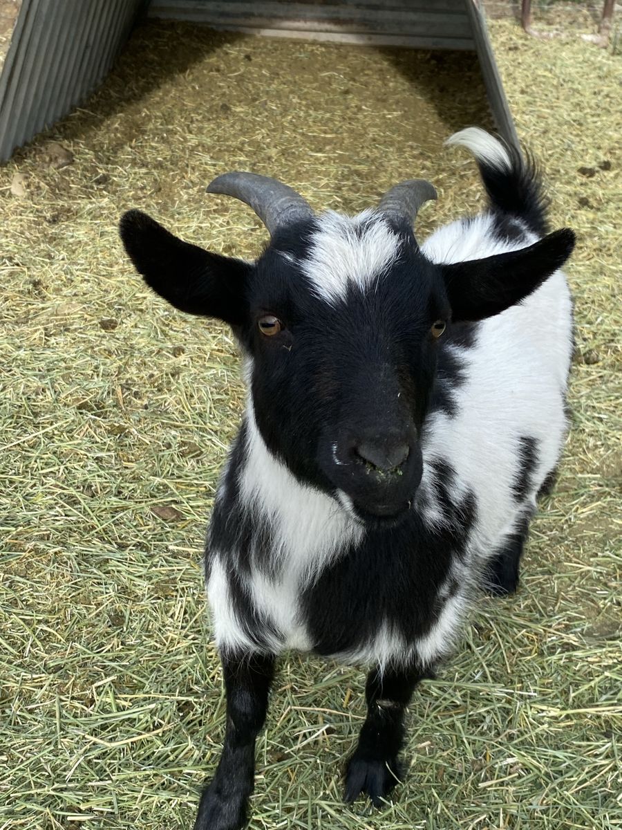 Nigerian Dwarf Wether