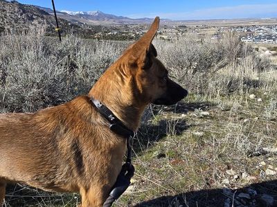 Shepherd/Heeler Mix (Crue)