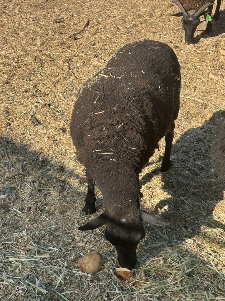 Icelandic Dorper Cross Ewes