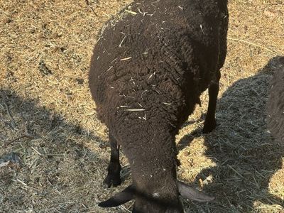 Icelandic Dorper Cross Ewes