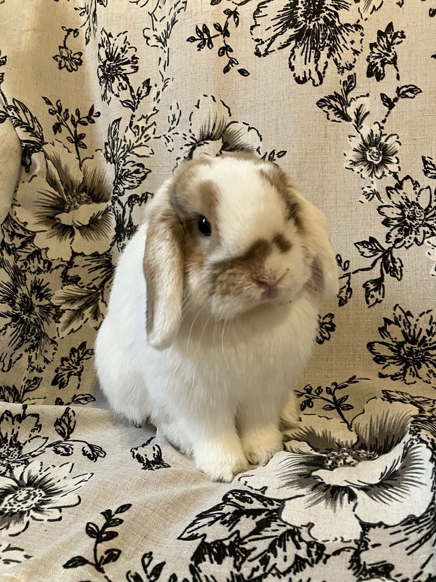 Holland Lop Proven Buck