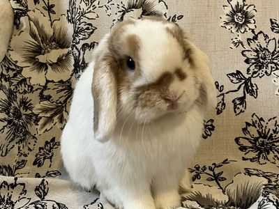 Holland Lop Proven Buck