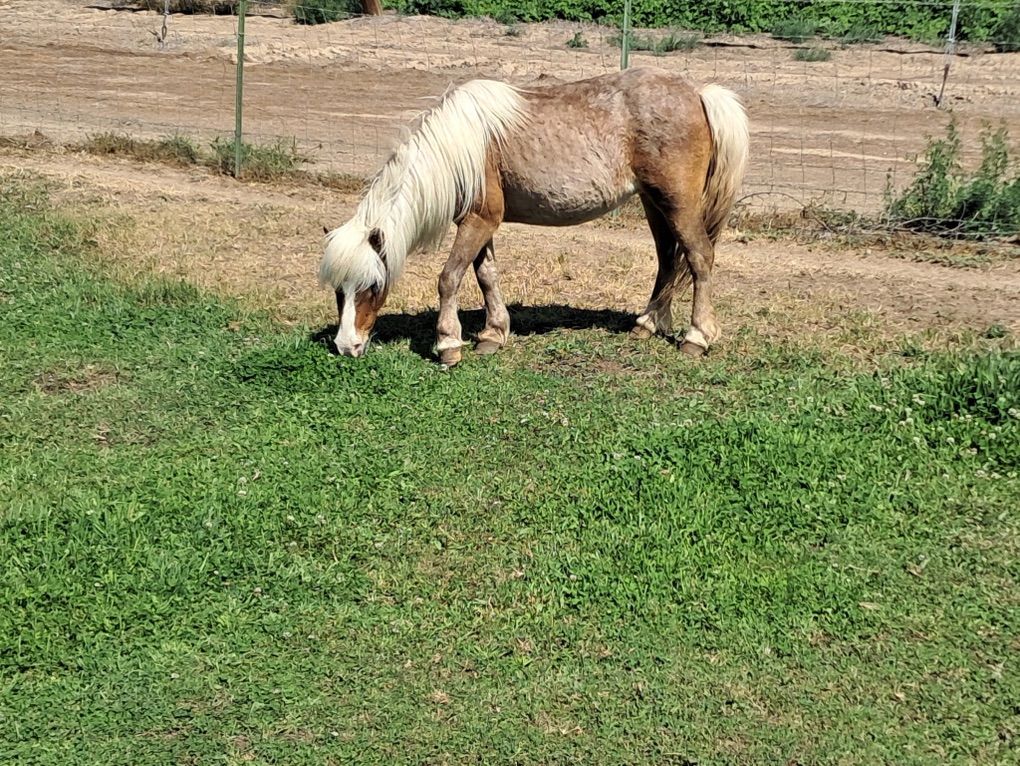 Family Pony