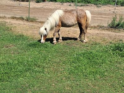 Family Pony
