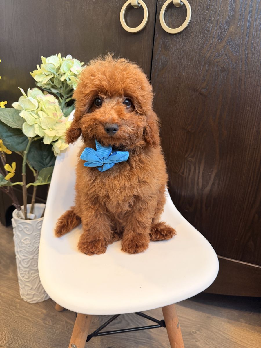 Male Teacup Goldendoodles 10-14lbs