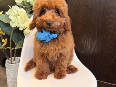 Male Teacup Goldendoodles 10-14lbs