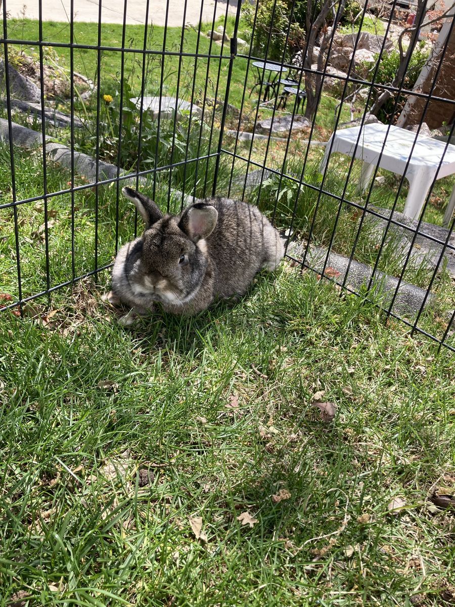 Cute female holland lop mix