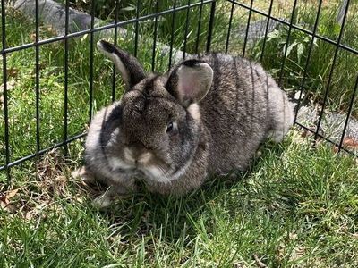 Cute female holland lop mix
