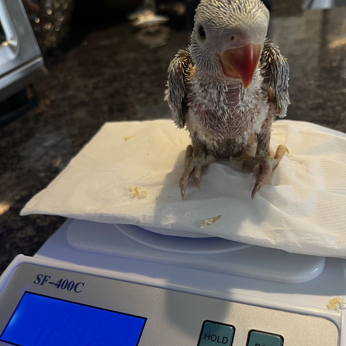 Baby Indian Ringneck Parrots