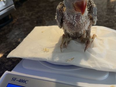 Baby Indian Ringneck Parrots