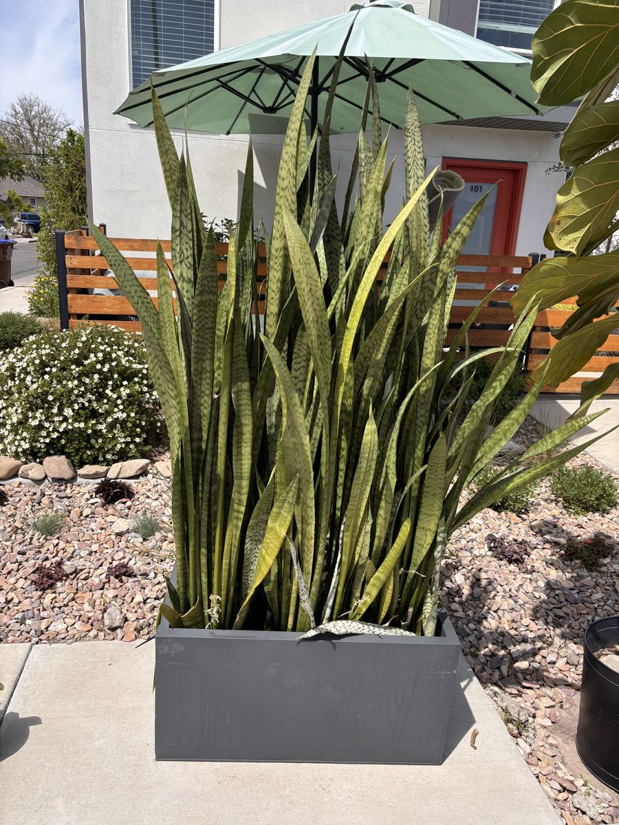 Massive Snake Plant in Modern Planter