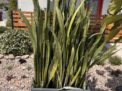 Massive Snake Plant in Modern Planter