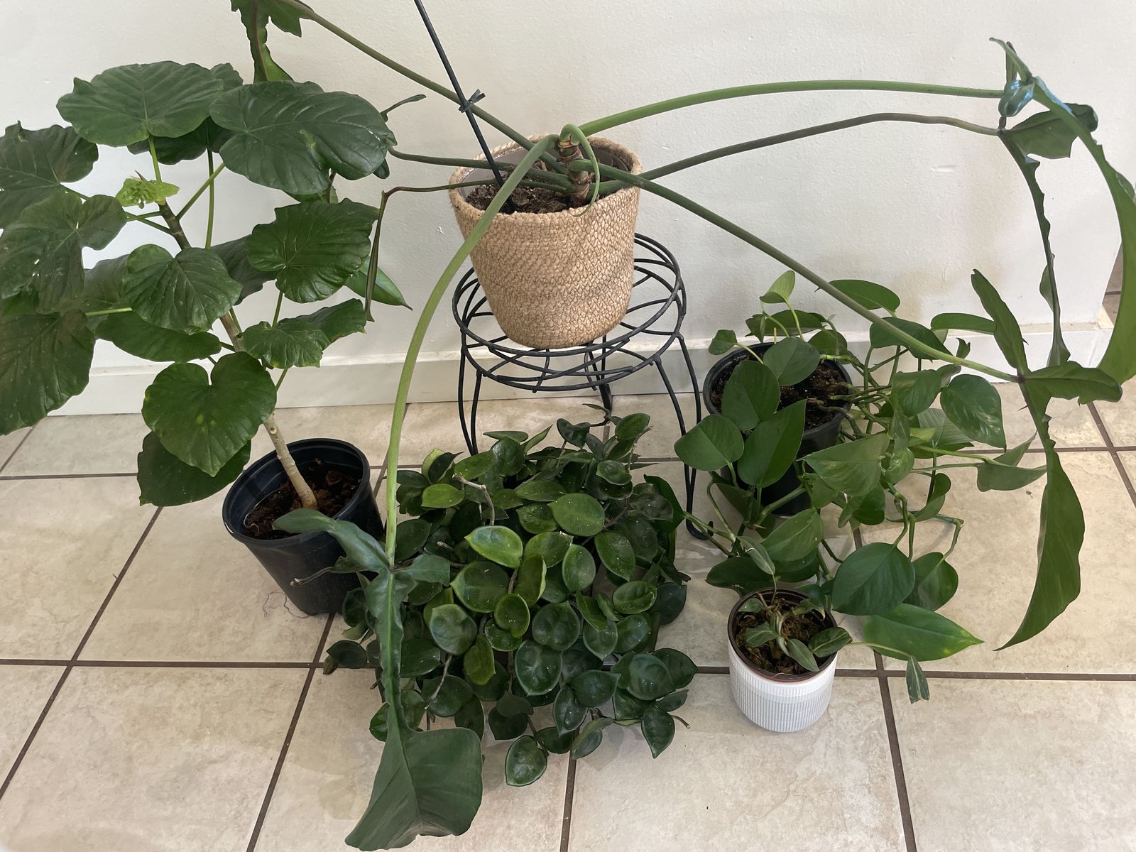 Houseplants
