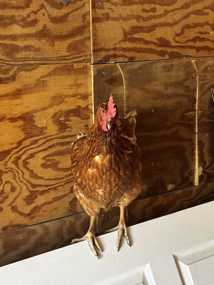 White Leghorn Chickens