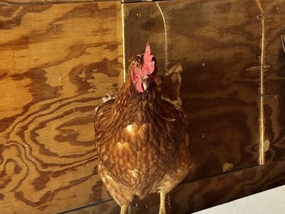 White Leghorn Chickens
