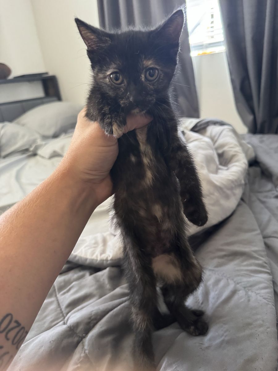 Kittens!