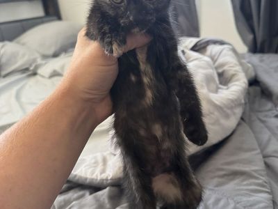 Kittens!