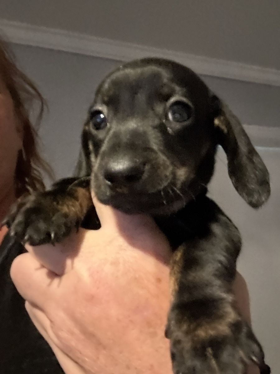 Adorable Dachshund Puppy - Black and Tan
