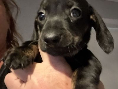 Adorable Dachshund Puppy - Black and Tan