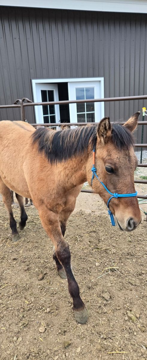 AQHA Dun Colt yearling Foundation Bred