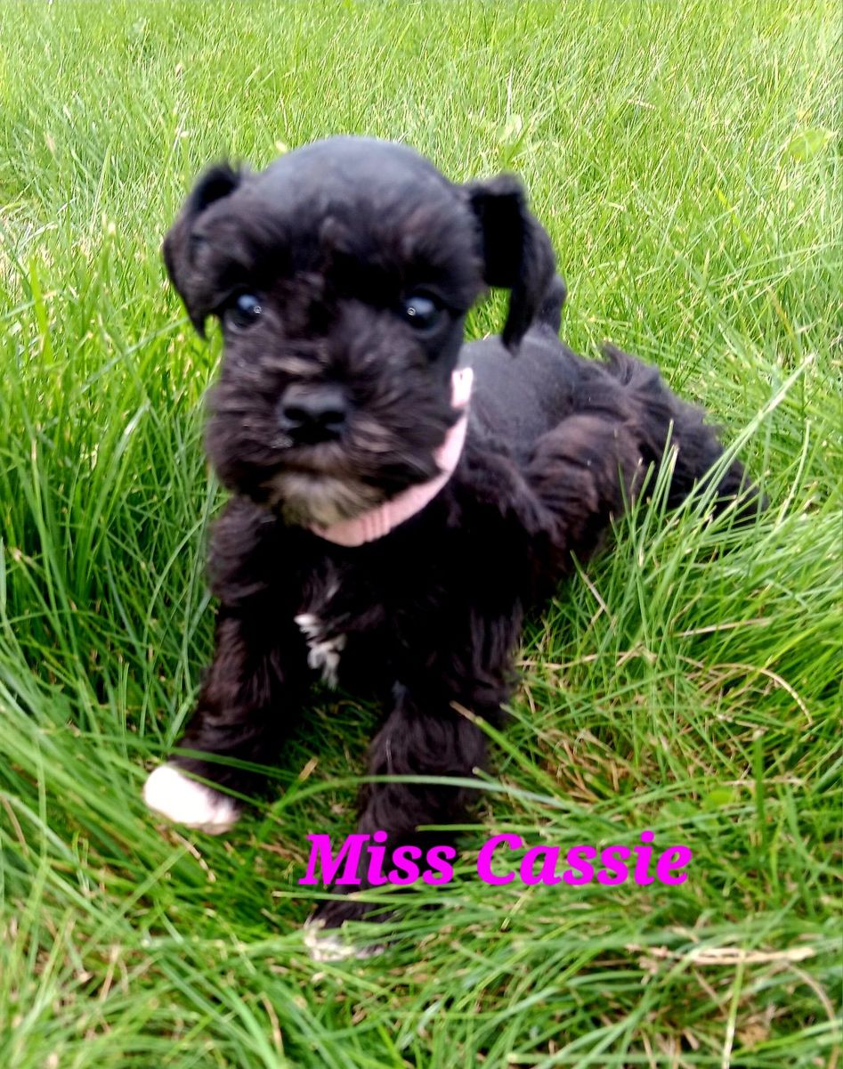 Miniature Schnauzer female