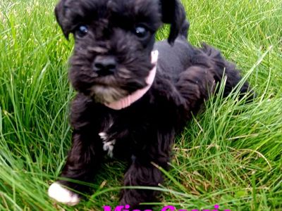 Miniature Schnauzer female