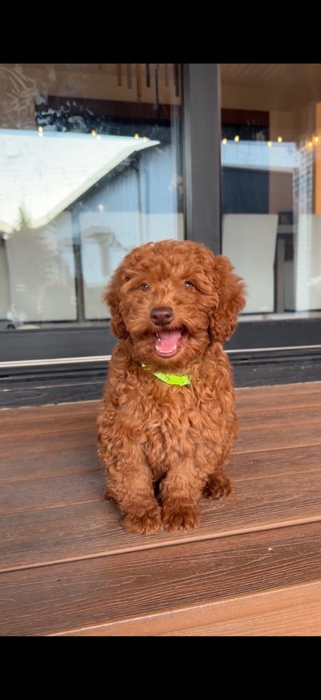 Darling Deep red Mini Goldendoodle Girl
