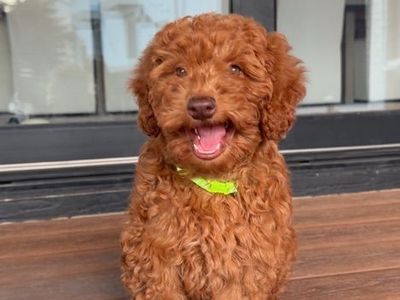 Darling Deep red Mini Goldendoodle Girl