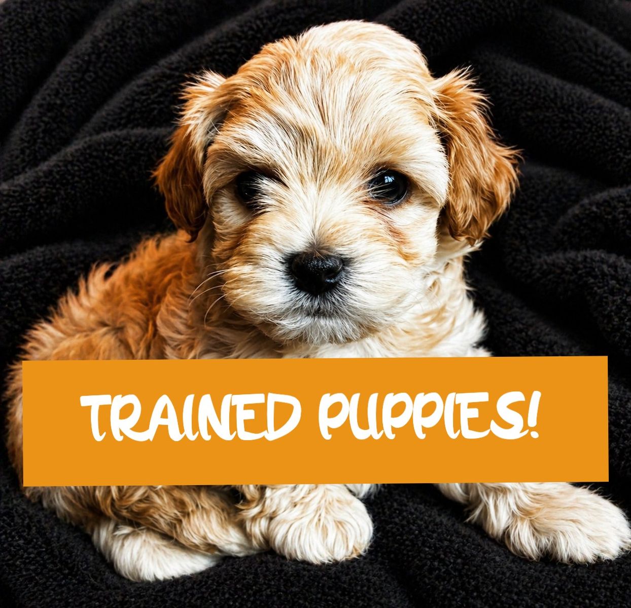 TRAINED Cavapoochon puppies (cavapoo/bichpoo/poochon/poodle/maltipoo/doodle) 9-12lbs