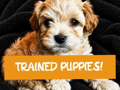 TRAINED Cavapoochon puppies (cavapoo/bichpoo/poochon/poodle/maltipoo/doodle) 9-12lbs