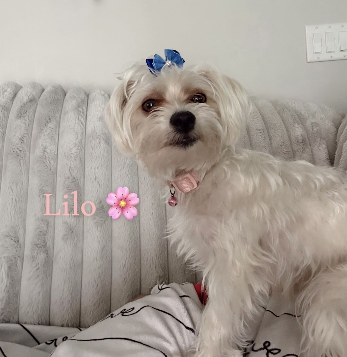Beautiful Trained Morkiepoo 🤍