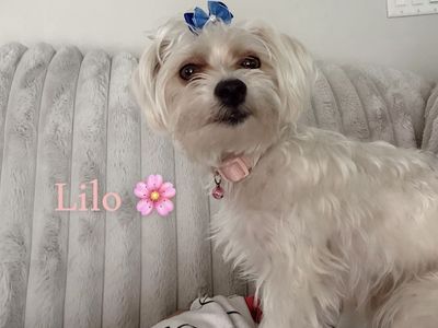 Beautiful Trained Morkiepoo 🤍