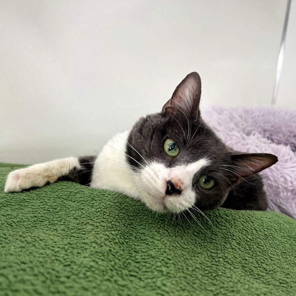 Hello my name is Rhumba