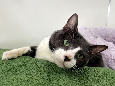 Hello my name is Rhumba